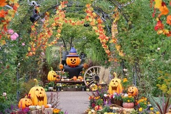 秋バラとハロウィン・ハーベスト開催（国営越後丘陵公園）