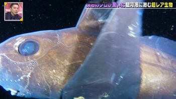 田中直樹「この番組は本当にすごい！」世界初や新種かもしれない深海生物が続々！