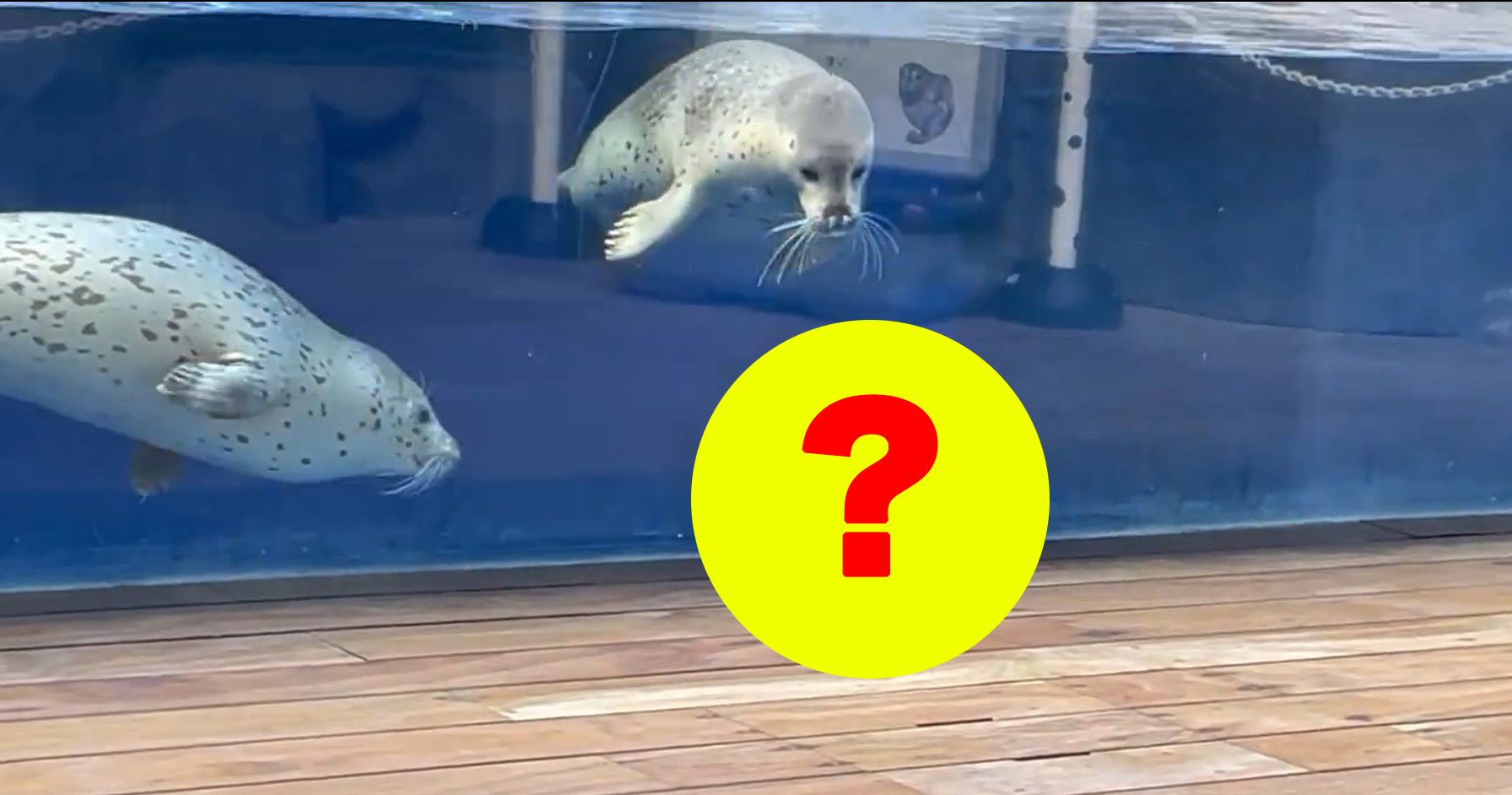 アザラシ博士 まさかの珍客