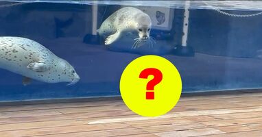 まさかの珍客