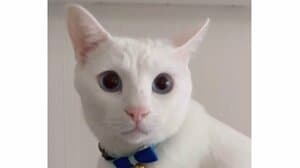 「思わず涙が」遊びたい一心で“無言待ち”する健気なにゃんこに反響！空気を読んでおもちゃと一緒に座る姿に「こんなんされたら抱きしめる」【激かわアニマル奇跡の瞬間 猫の日スペシャル】