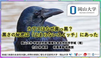 【岡山大学】カラスはなぜ真っ黒？―黒さの秘密は「止まらないスイッチ」にあった
