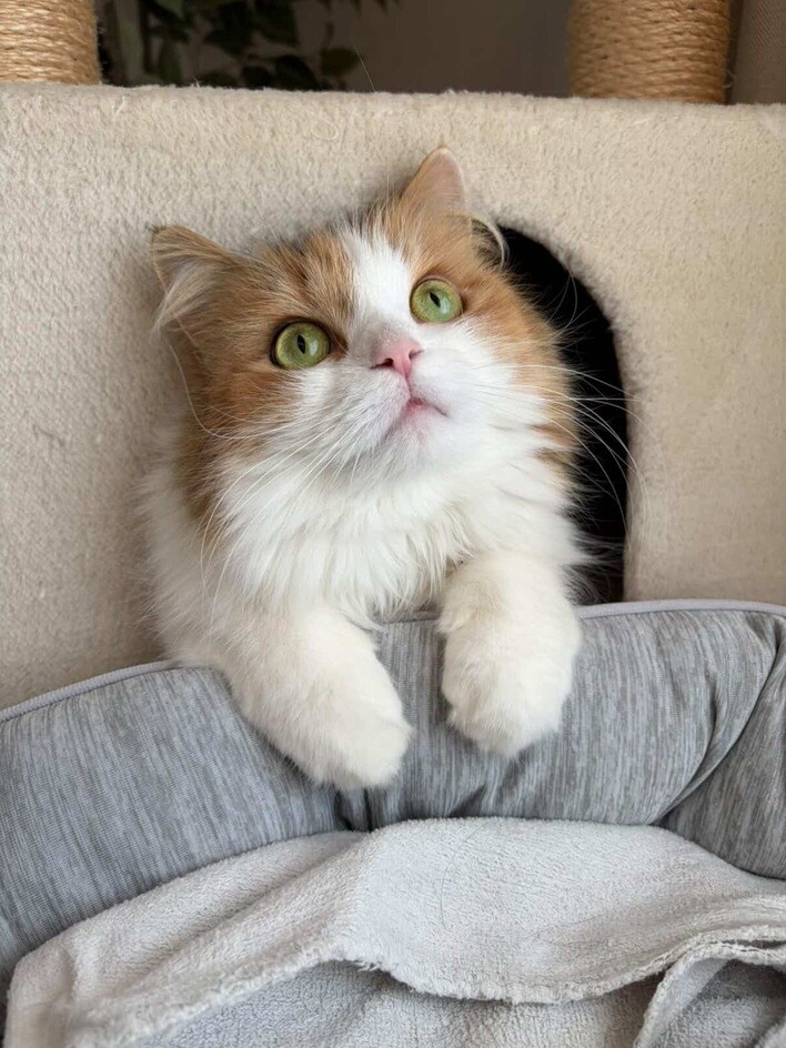 伝説のツチニャコ”発見！？飼い主が脱ぎ捨てた服に入り困り顔を
