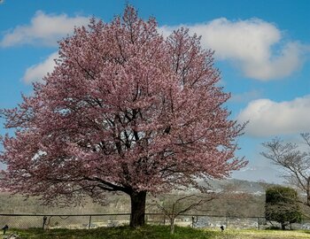 布引温泉小諸～桜に泊まる滞在で春限定の小諸を