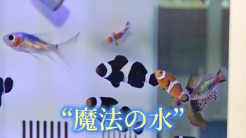 【世界初】山で海の魚を養殖 淡水魚と海水魚が共存できる！岡山理大が開発“魔法の水”とは？
