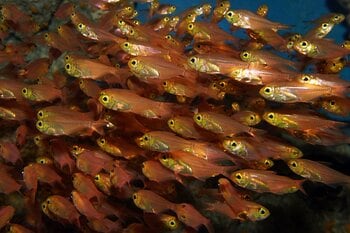 【沖縄美ら海水族館】「盗んだタンパク質」で光る魚　キンメモドキを展示開始