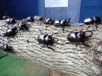【JAF富山】カブトムシやクワガタを手に取って観察できる体験型イベント「夏休み親子体験！昆虫に触れ合おう！」参加者募集