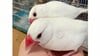 文鳥カップルの“カメレオン級”の擬態に「どこ！？」と飼い主が大慌て…突然消えるも思わぬ場所で発見「そこおったんかい！」【激かわアニマル奇跡の瞬間】