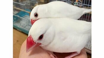 文鳥カップルの“カメレオン級”の擬態に「どこ！？」と飼い主が大慌て…突然消えるも思わぬ場所で発見「そこおったんかい！」【激かわアニマル奇跡の瞬間】