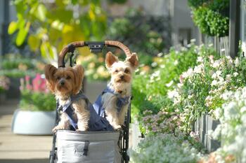 愛犬と花に囲まれ、自然を満喫する『ペットフレンドリーデイズ』開催！