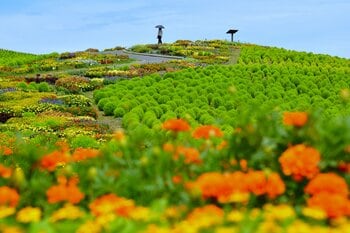 ウェルカムガーデンが見頃に！色鮮やかな風景が皆様をお出迎えします。（国営ひたち海浜公園）