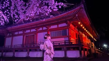 【京都・春の体験】世界遺産・醍醐寺の夜桜を、艶やかな着物姿で。「NAKED meets 世界遺産 醍醐寺」を楽しむ着物レンタルプランを提案