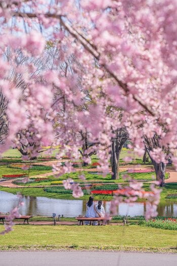 「フラワーフェスティバル2026」を開催します！（国営昭和記念公園）