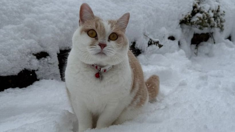 雪で魚拓ならぬ“猫拓”？お散歩大好きな猫が見せた突然のある行動が話題