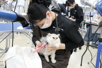 「猫を学ぶところから始めた先生たち」と「初めて猫を学んだ学生たち」一緒に積み重ねた挑戦開設初年度のキャットグルーマーコース全員が「キャットグルーマーライセンスC級」に合格