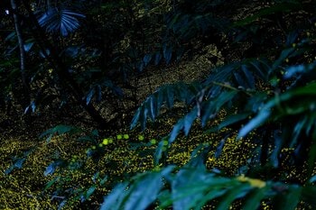 【西表島ホテル】春の夜しか見られない、ホタルが織りなす森のイルミネーションに没入する「ヤエヤマヒメボタル観賞プライベートツアー」1日1組限定で開催