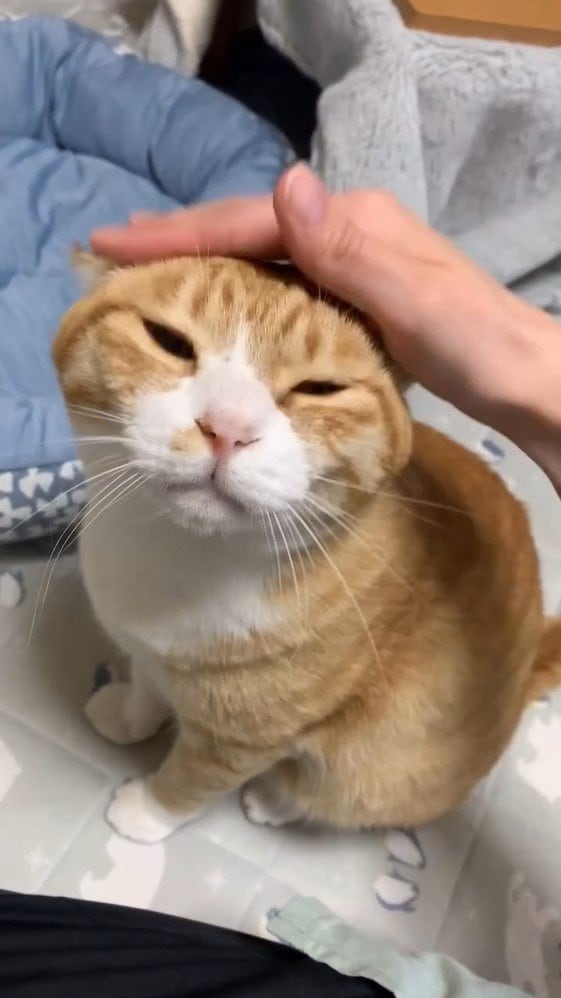 添い寝がほぼ人間な“魔性の猫”が話題！密着して気持ちよさそうに眠る姿