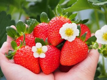 【取材のお願い】　「山田養蜂場グループのイチゴはなぜ大きく甘い！？」