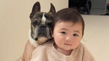 あげへんのかい！笑」赤ちゃんに遊ばれるフレンチ・ブルドッグに思わず
