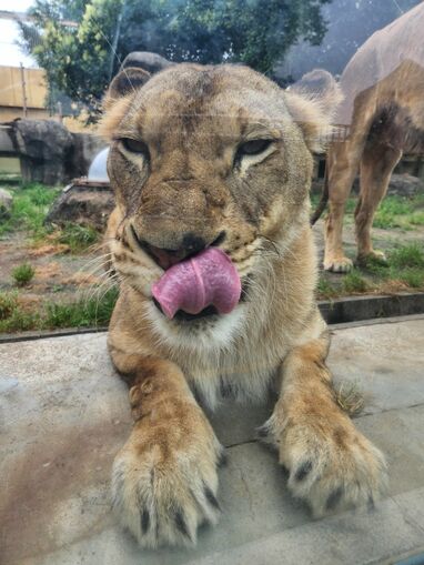 疲れ吹っ飛ぶ！“百獣の王”ライオンらしからぬ無防備すぎる姿に