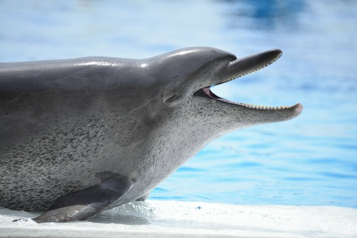 【沖縄美ら海水族館】ミナミバンドウイルカ「オキちゃん半世紀の歩みに感謝を込めて」を開催