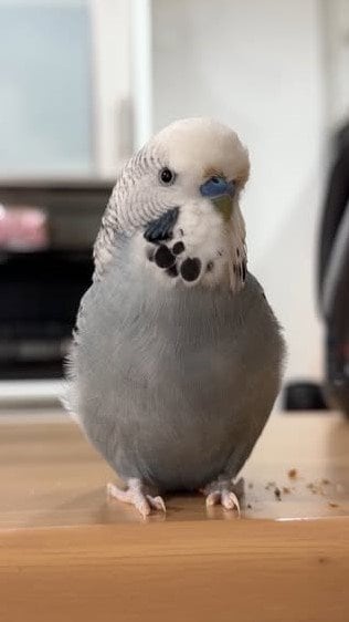 中に人が入ってる」インコがインコにささやく“愛の言葉”が「まるで