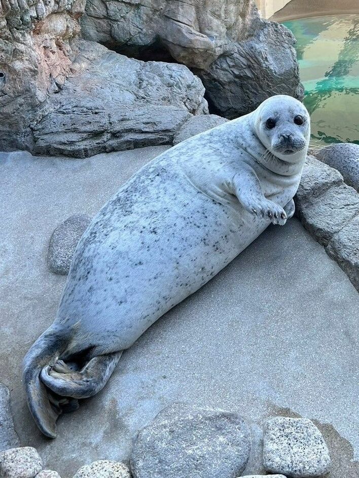 そんな体勢！？アザラシの「水中お昼寝」 “ぷかぷかニマ〜”「なんて