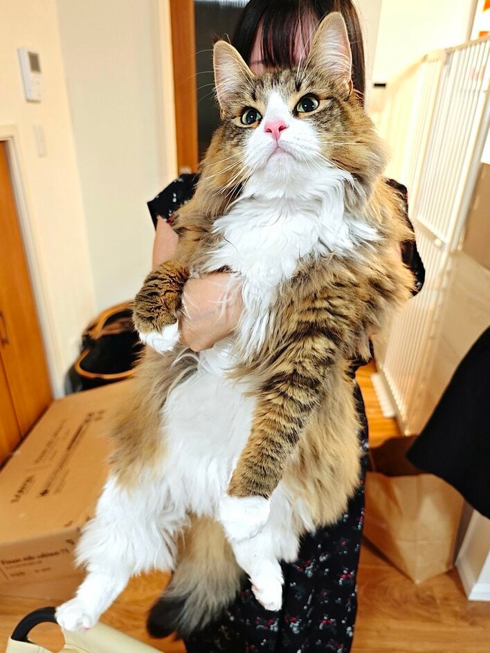 大きさ 存在さ 安定さ 抜群テラコッタオブジェ♡巨大猫ちゃん♡ Mauタワーリッチエッグ】キャットタワー 人気 据え置き 大型猫 シニア