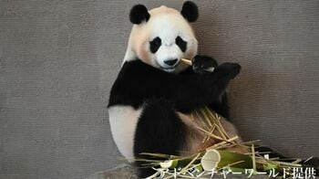 「かわいさ爆発!」氷を抱きしめるパンダ 気持ちよすぎて大喜び　思わずバンザイ姿も！？【激かわアニマル奇跡の瞬間】