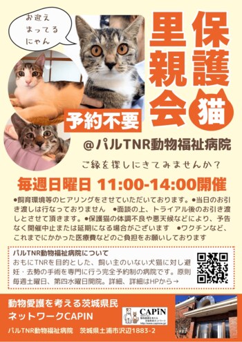 保護猫がお迎えを待っています！毎週日曜日開催「CAPIN 保護猫里親会」がスタート！