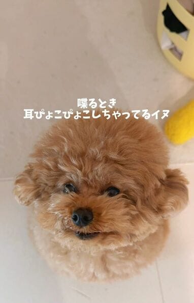 トイ・プードルの“おしゃべり動画”が話題！耳ぴょこぴょこわんこに