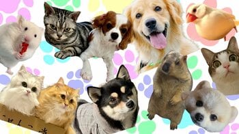 “激かわアニマル奇跡の瞬間”の動画や記事をいっき見　「寝姿シンクロわんこ」「デカネコ万博」「情けないハムスター選手権」など